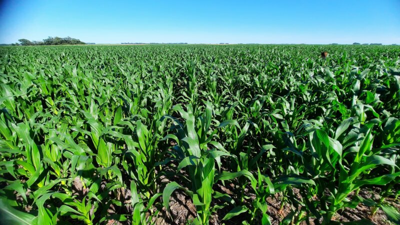 Mejor nutrición de cultivos: una estrategia que impulsa la productividad&nbsp;agrícola